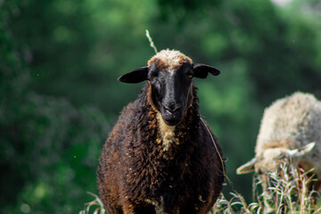 Head shot, close-up portrait of a black brown sheep in a field, pasture domestic agriculture animals, livestock farming. Russia, Samara oblast