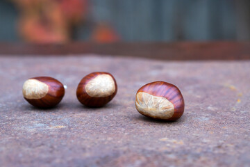 Sweet chestnut and shell on a rusty table