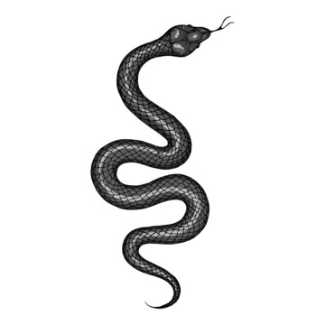 Snake illustration. Vector illustration. Hand drawn illustration for t-shirt print, fabric and other uses