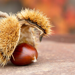 Sweet chestnut and shell on a rusty table