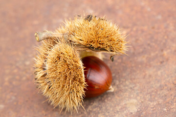 Sweet chestnut and shell on a rusty table