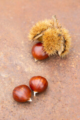 Sweet chestnut and shell on a rusty table