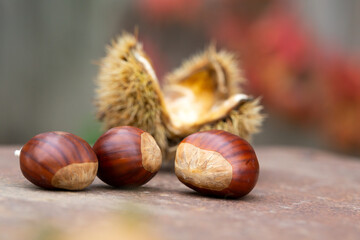 Sweet chestnut and shell on a rusty table