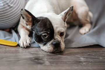 cute, two-tone French bulldog lies on the floor after the procedure of combing shedding hair, on a gray background