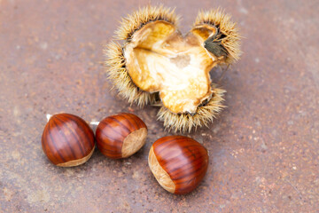 Sweet chestnut and shell on a rusty table