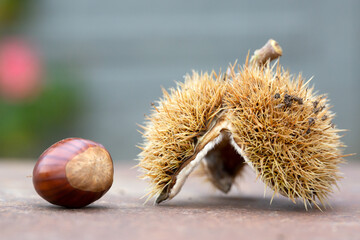 Sweet chestnut and shell on a rusty table