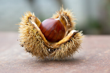 Sweet chestnut and shell on a rusty table