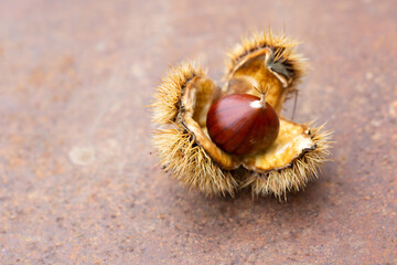 Sweet chestnut and shell on a rusty table