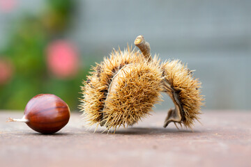 Sweet chestnut and shell on a rusty table