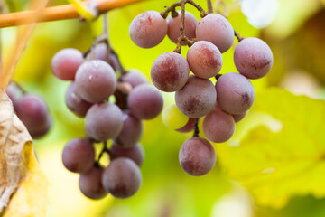 Ripe grapes in the autumn