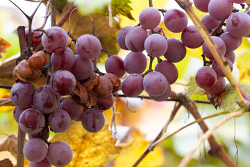 Ripe grapes in the autumn