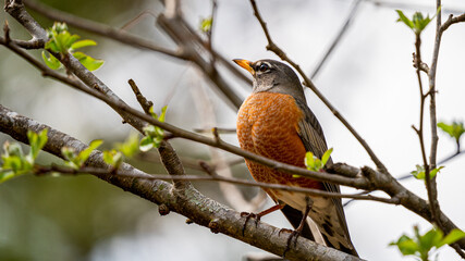 Robin in Tree