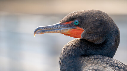 Cormorant Close Up