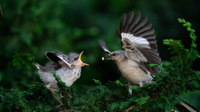 Mockingbird Feeding