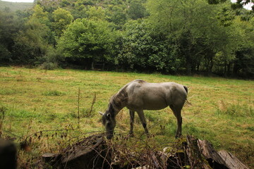 White horse grazing and eating grass surrounded by lots of vegetation