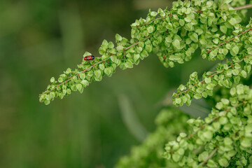 huge field with red white poppies close-up