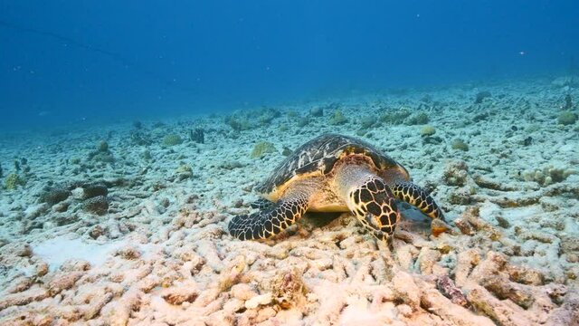 Seascape with Hawksbill Sea Turtle in the turquoise water of coral reef of Caribbean Sea, Curacao