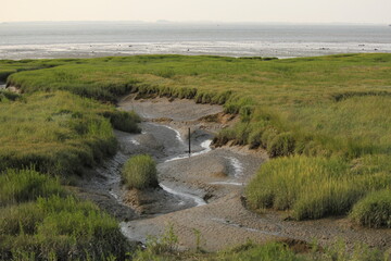 a channel in a green salt marsh area at the dutch coast in zeeland with low tide in summer