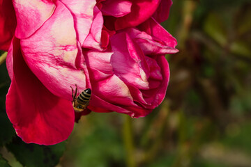 Bee on colorful rose petals isolated in garden with copy space. Rose isolated background wallpaper.