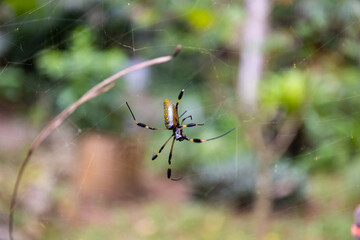 Goldene Spinne im Netz