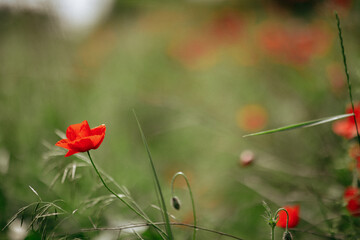 close-up flowers poppies dotted on a large field