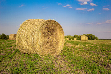 Landscape with bales of hay on the field after harvesting with blue sky in the agricultural landscape with copy space Russia Samara oblast