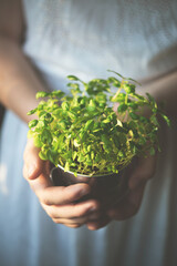 the grown micro-green basil is hold by the hands of a woman in a white dress.  Tint photo. Macro and close up