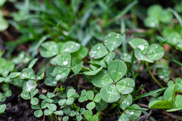 Lucky four-leaf clover growing in lawn