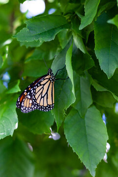 Monarch butterfly green leaves in background with copy space