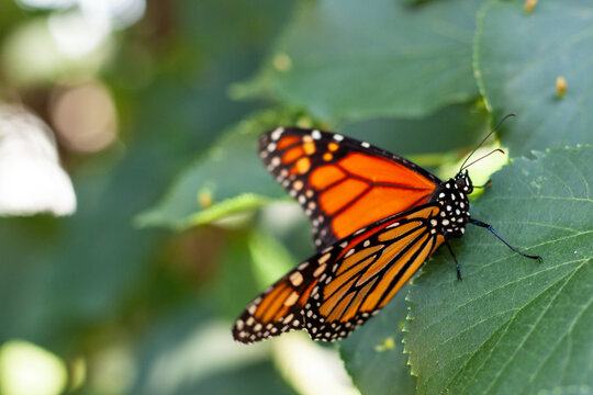 Beautiful Monarch butterfly rests on leaf