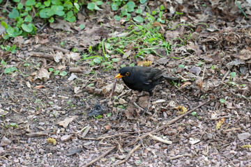Eine Amsel durchsucht den Blätterbedeckten Boden eines Waldes nach Nahrung.