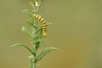 Yellow caterpillar on the stem of a plant outdoors in summer. Common hoodie, Cucullia scrophulariae, close-up.