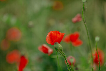huge field with red white poppies close-up