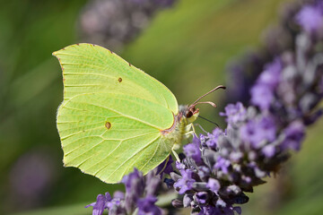 Lemon yellow butterfly, common brimstone (Gonepteryx rhamni) on purple lavender flowers