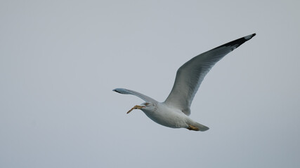 Seagull with Cracker