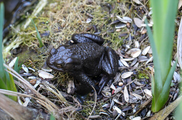 Nahaufnahme einer Erdkröte, Bufo Bufo an einem Teich.