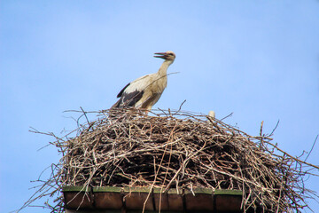 Ein Storch betreut hoch oben im Storchennest seine Jungen.