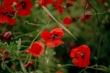 close-up flowers poppies dotted on a large field