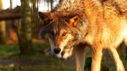 A photo of the look of a wolf