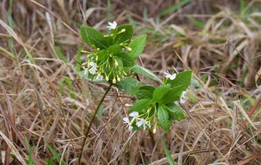 flor no Cerrado