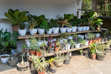 flowering plants which are planted in pots and placed on terraced shelves to beautify the home page