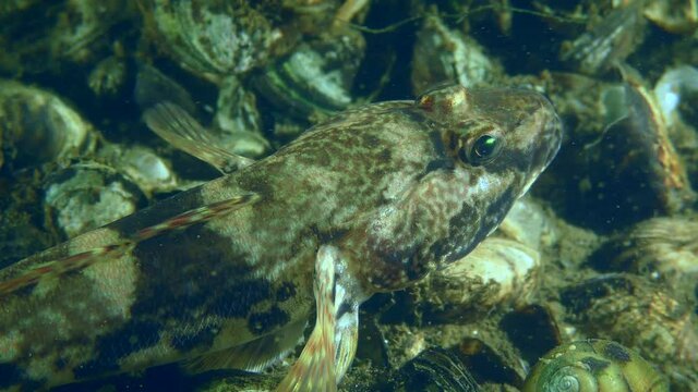 A young Knout goby (Mesogobius batrachocephalus) on a river bed covered with Zebra Massel shells, then slowly leaves the frame, close-up.