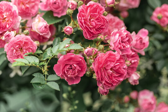 A bush of high roses woven red in the garden. A wall of plants. Gardening and breeding of rose varieties. Opened buds