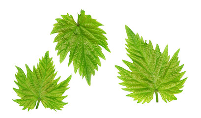 Grape leaves, top view, isolated on a white background