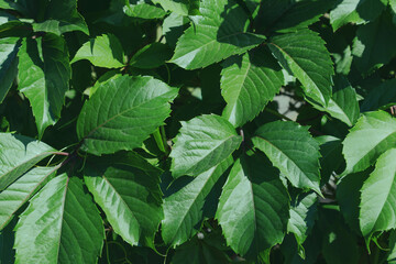 Fototapeta na wymiar Background of green vine leaves in summer