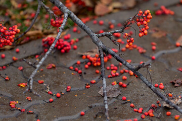 Fallen branch of a rowan tree