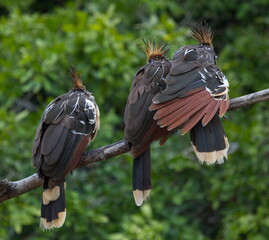 Group of colorful Hoatzin (Opisthocomus hoazin) birds sitting together on branch, Bolivia