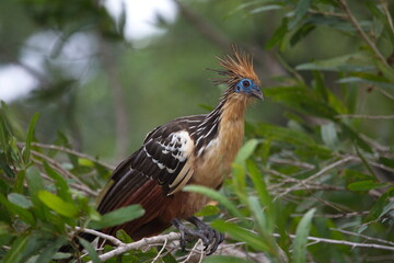 Closeup side on portrait of colorful Hoatzin (Opisthocomus hoazin) bird sitting on branch facing...