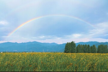 rainbow over field