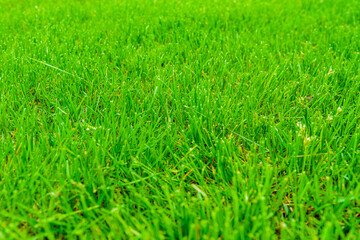 Background of the green grass. Eco concept. Selective focus